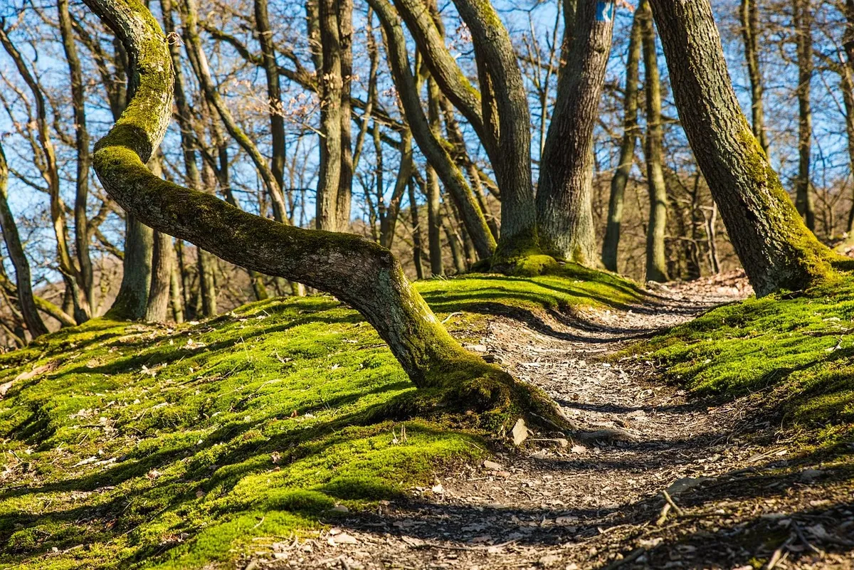 forest, hiking, trees, path, trail, mossy, forest trail, nature path, nature trail, woods, woodlands, forest path, away, moss, nature, outdoors, forest, forest,