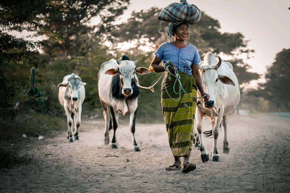 cows, woman, female, happy, outdoor, agriculture, animals, nature, mammals, countryside, simple life, cows, cows, cows, cows, cows, agriculture, agriculture, si
