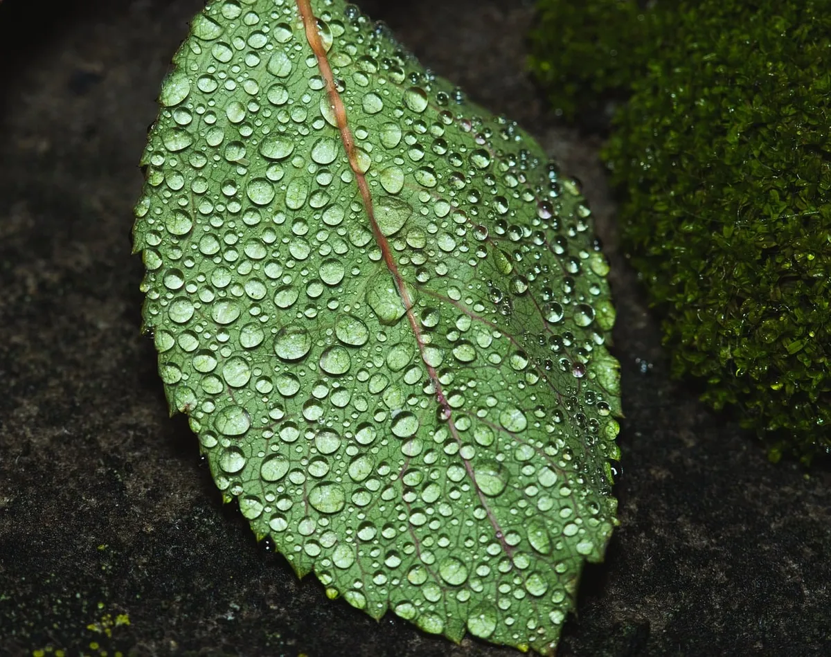 leaf, dewdrops, garden, morning, nature, tranquility, green, moisture, serenity, flora, plant, wet, environment, beauty, sunlight, freshness, closeup, organic,
