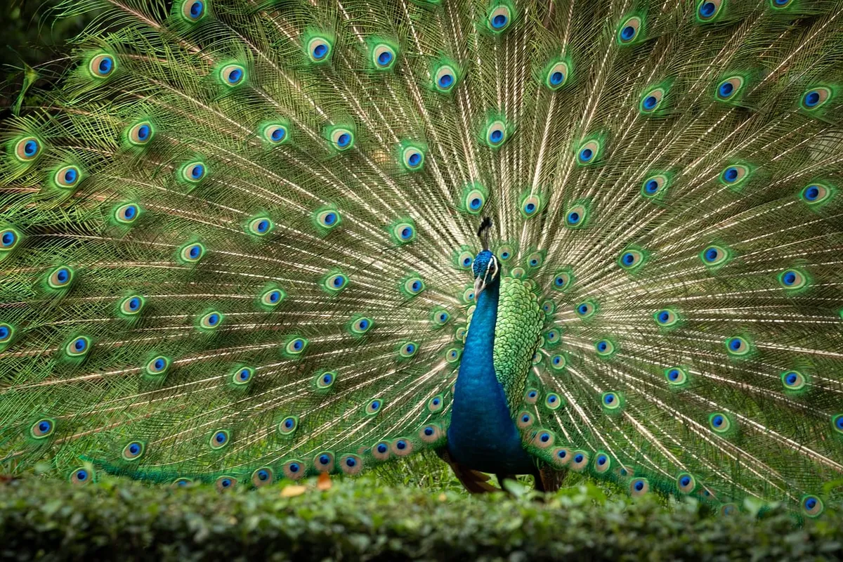 beautiful, beauty, bird, colorful, marco, peacock, skin, the zoo, nature, wild animals, wilderness, wildlife