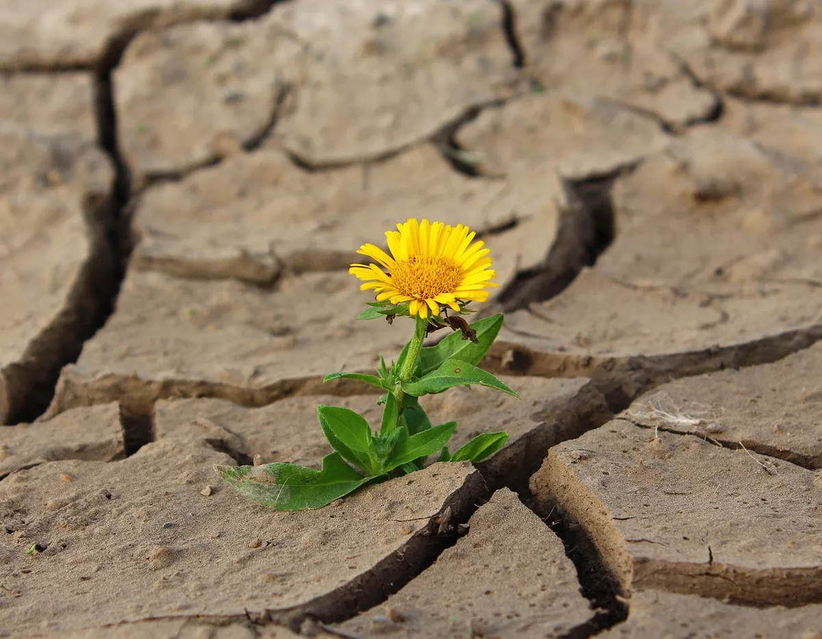 flower, beautiful flowers, life, yellow flower, crack, nature, desert, drought, survival, loneliness, dry, dirt, flower background, single flower, flower wallpa